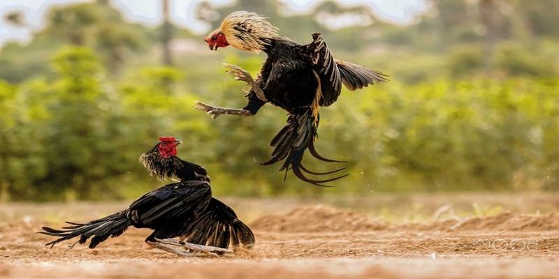 Nhà cái có rất nhiều hình thức cá cược với độ đa dạng cao