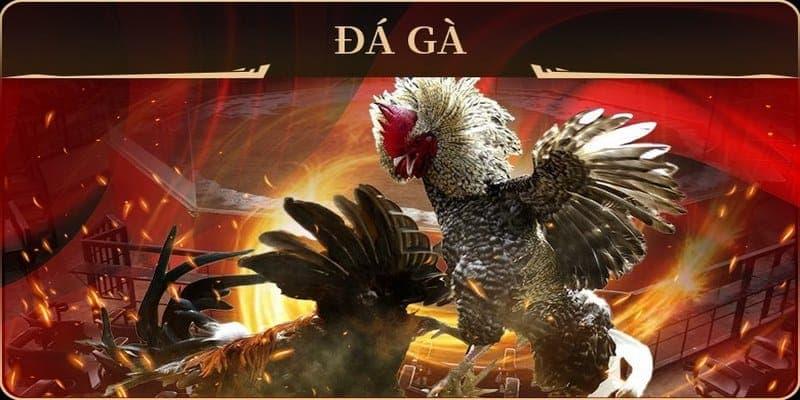 Sân chơi cung cấp rất nhiều dịch vụ chọi gà khác nhau