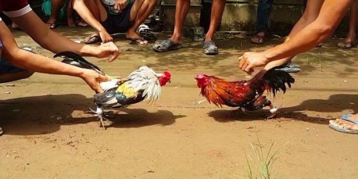 SV388 – Nhà Cái Đá Gà Trực Tuyến Uy Tín Và Hấp Dẫn