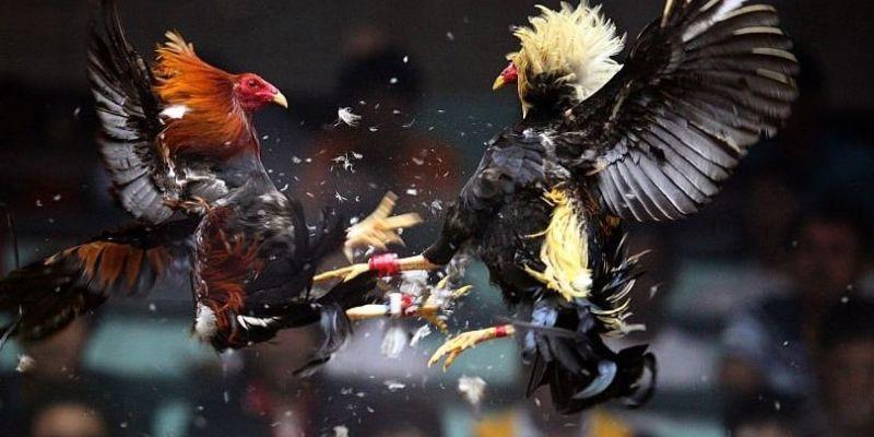 SV388 có rất nhiều giải đấu lớn nhỏ khác nhau